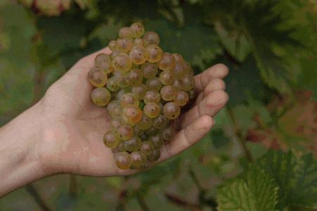 Buschenschank Weingut Firmenich am Steinberghof