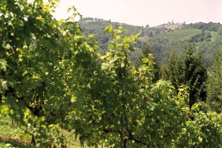 Buschenschank Schneeberger